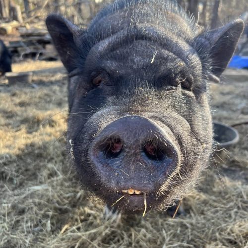 Opie