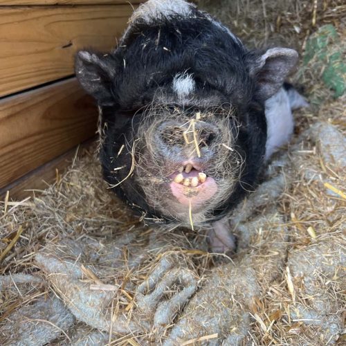 Piggy Sue