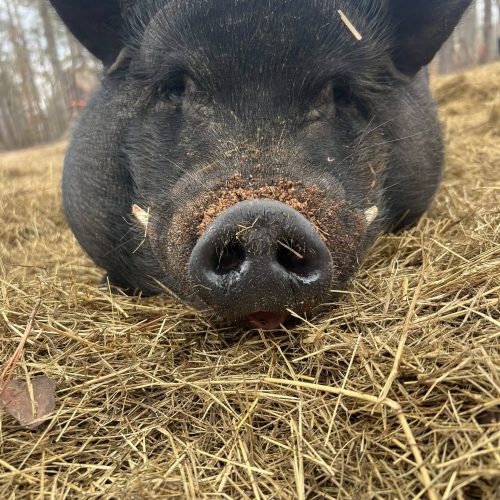 Wilbur
