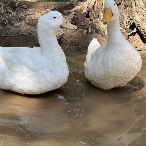 quackers and waddles